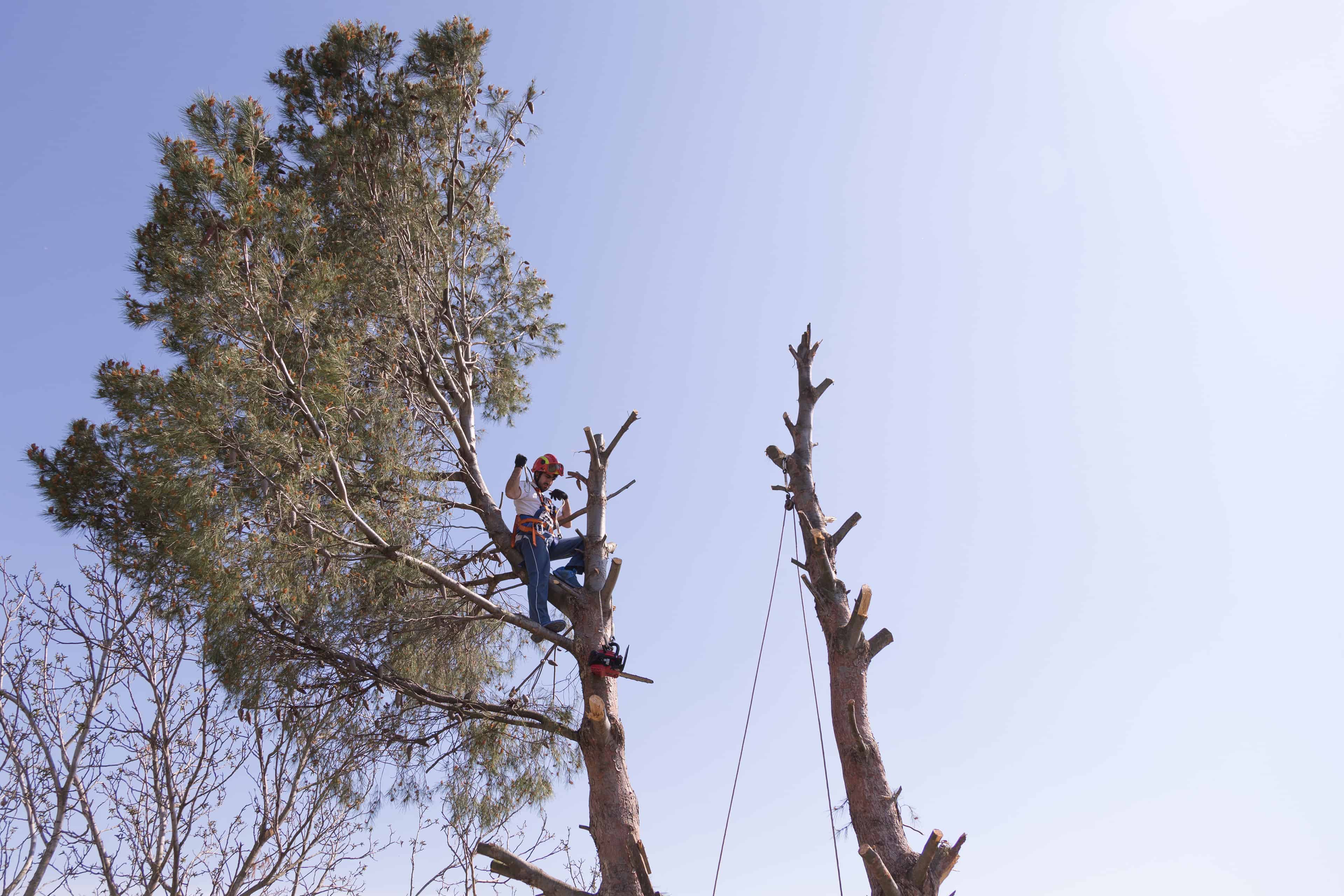 Tree Pruning image