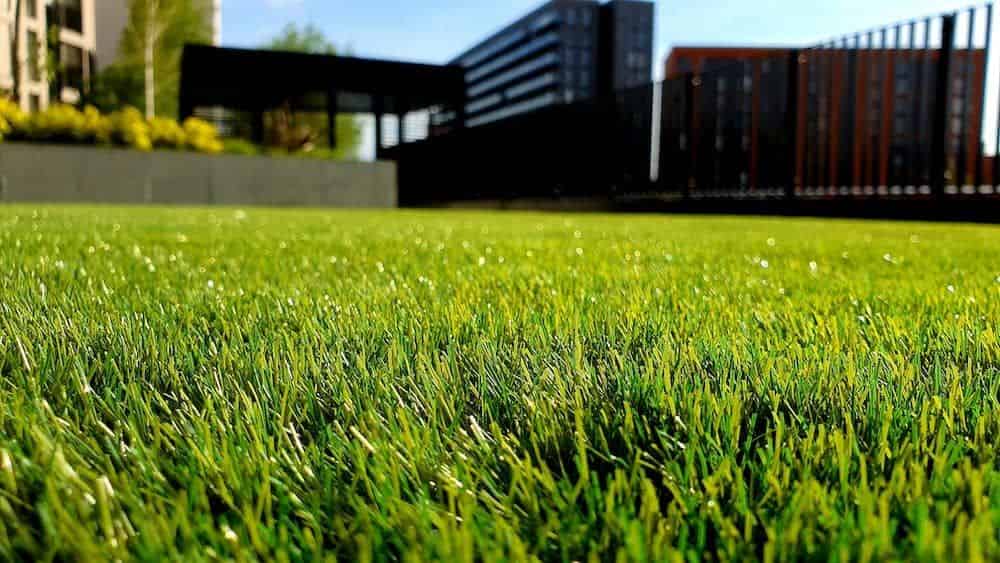 Lawn Seeding image