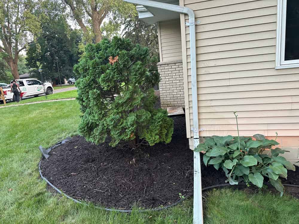 Shrub Planting image